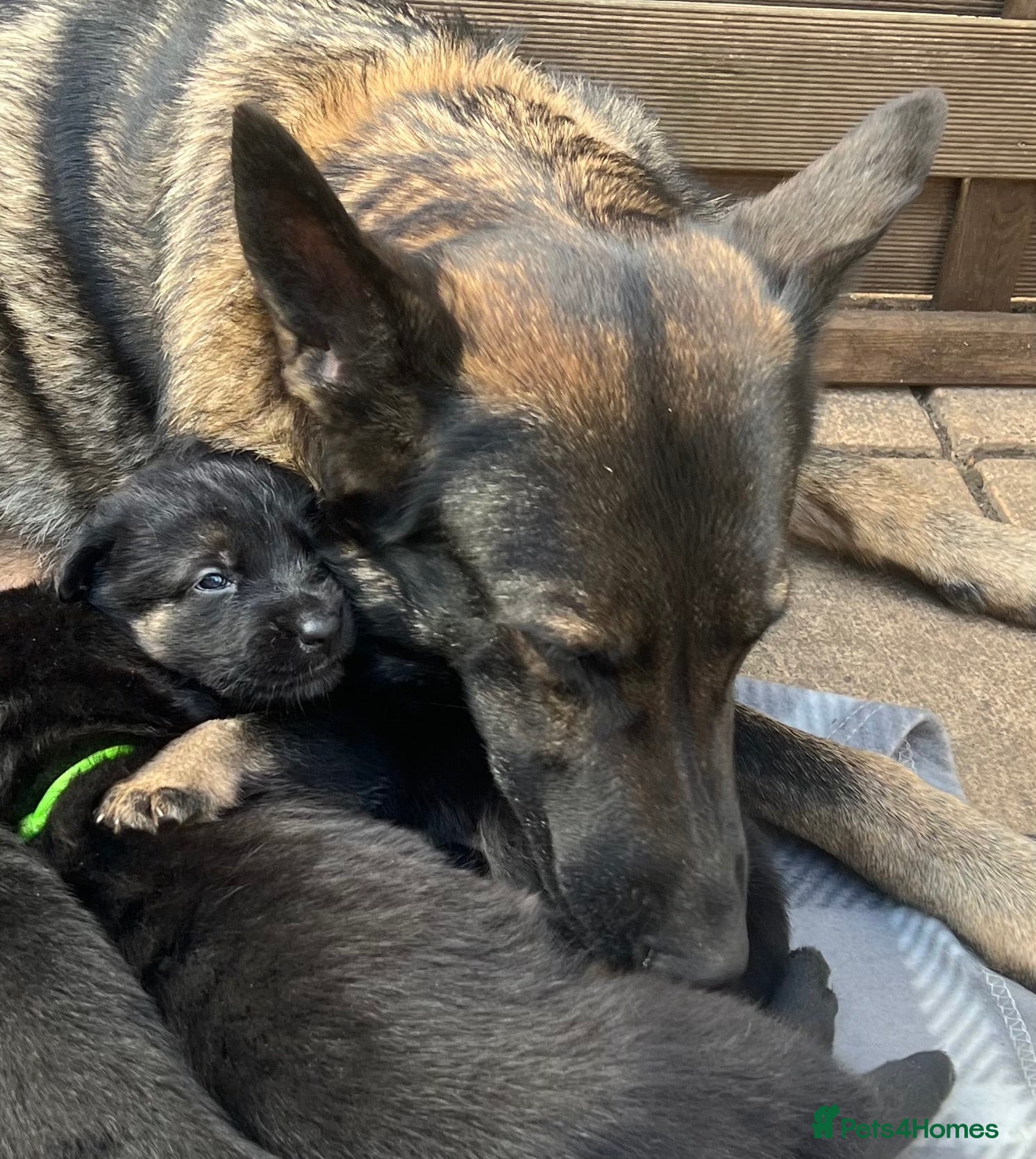 German Shepherd dogs Straight Back w/line German Shepherd puppies - Advert 4