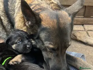 German Shepherd dogs Straight Back w/line German Shepherd puppies - Advert 4