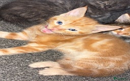 Mixed Breed cats for sale: 2 male 2 female kittens  - Image 14