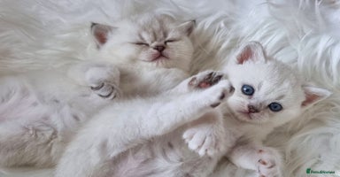 British Shorthair cats - Advert 6