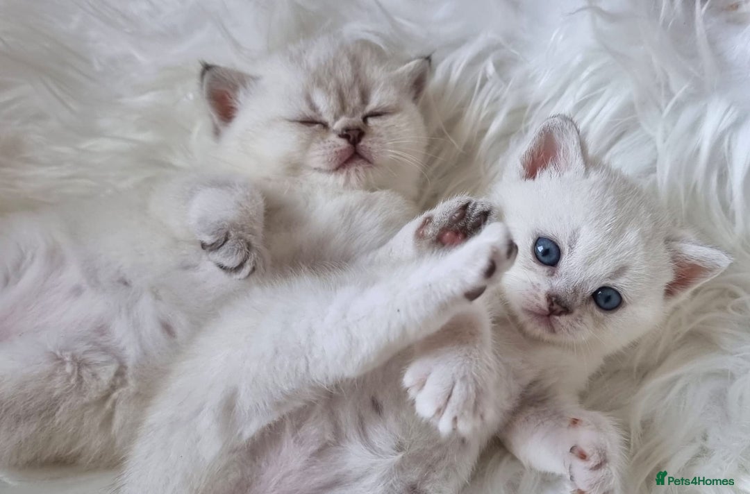 British Shorthair cats for sale: 💕LAST GIRL💕GOLDEN POINT BRITISH SHORTHAIR  - Advert 5