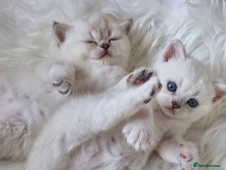 British Shorthair cats GOLDEN BLUE POINT, GOLDEN TABBY BRITISH SHORTHAIR - Advert 6