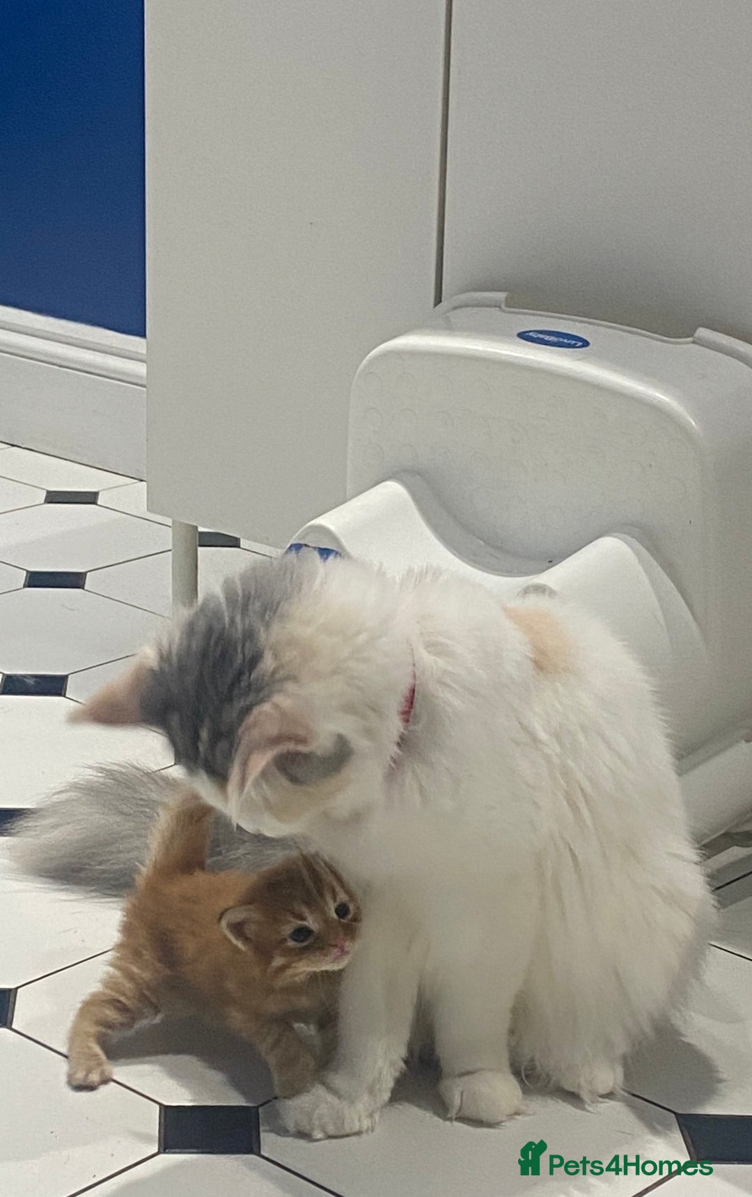 Mixed Breed cats for sale: Kittens MaineCoon Cross 1 boy left ready today 😻 - Image 4