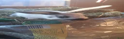 Mixed Breed rabbits for sale: Baby bunnies  in Bridgwater - Advert 10
