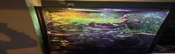 Chameleon reptiles for sale: Chameleon and set up for sale - Advert 2