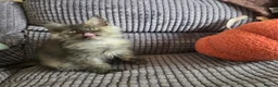 Maine Coon cats for sale: Title 2 x Maine Coon Kittens ONLY FEMALES LEFT - Advert 12