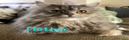 Siberian cats for sale: Beautiful Siberian Kittens - Advert 14