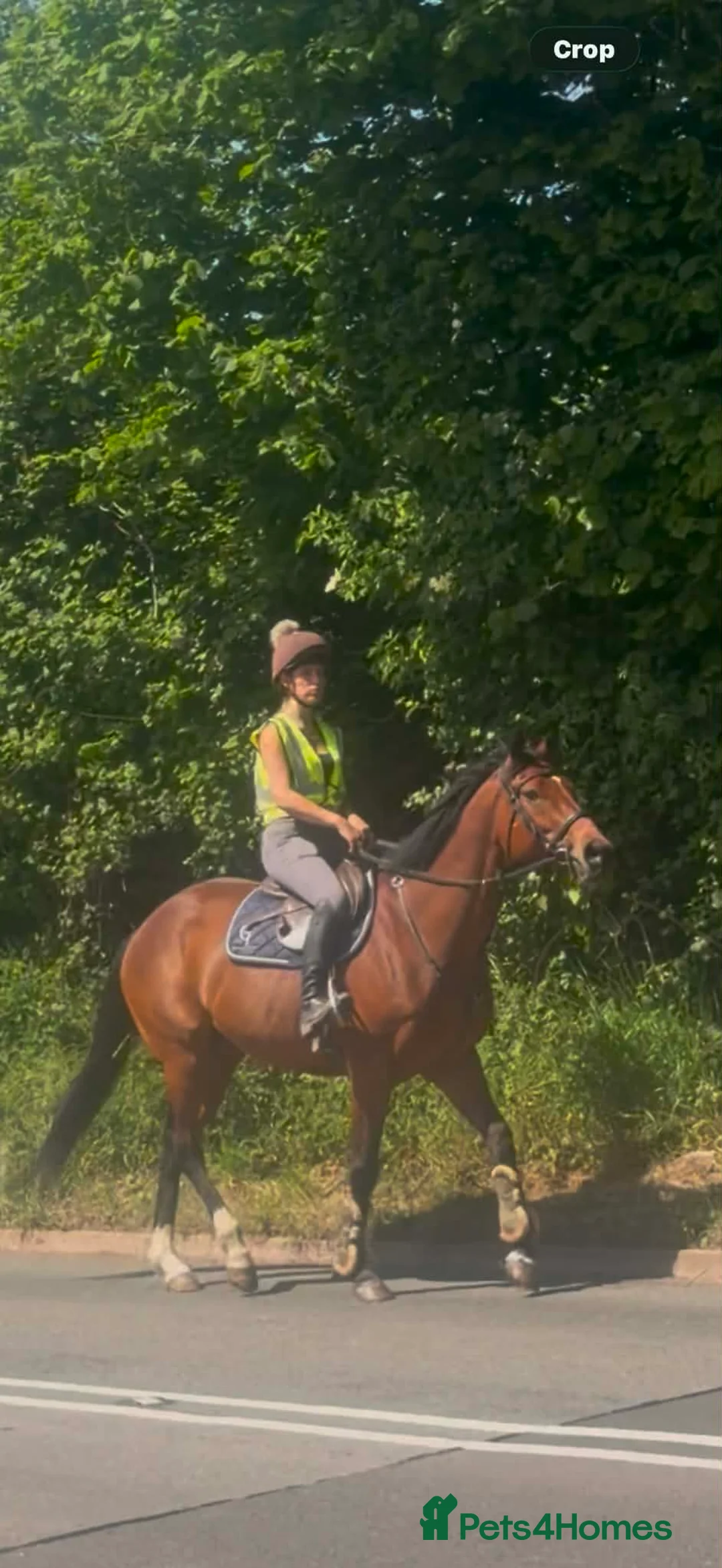 Irish Thoroughbred horses for sale: Fanta ! Looking for a new best friend to have fun  - Advert 5