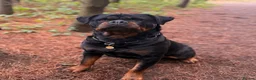 Rottweiler dogs for sale: 2 puppies available  - Advert 13