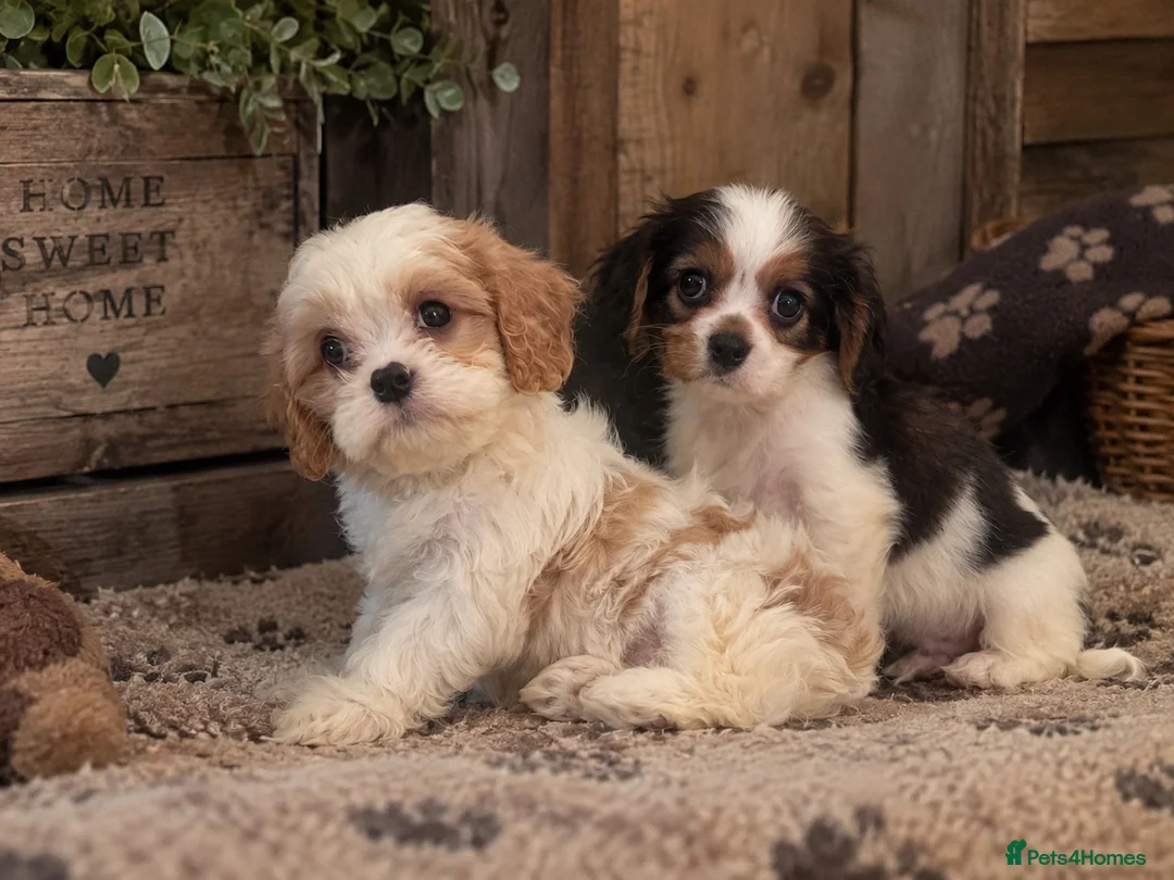 Cavapoochon dogs for sale: Ready to leave now extensively health tested 💙 - Advert 2