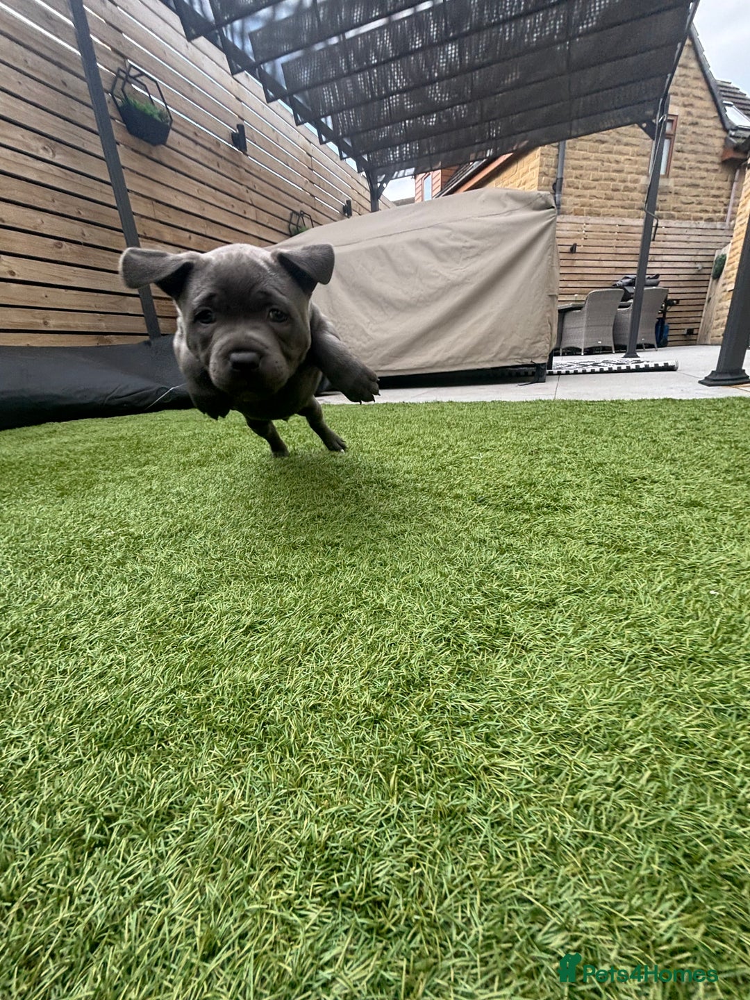 Staffordshire Bull Terrier dogs for sale: 🔷Top quality Pharaon puppy🔷 - Image 14
