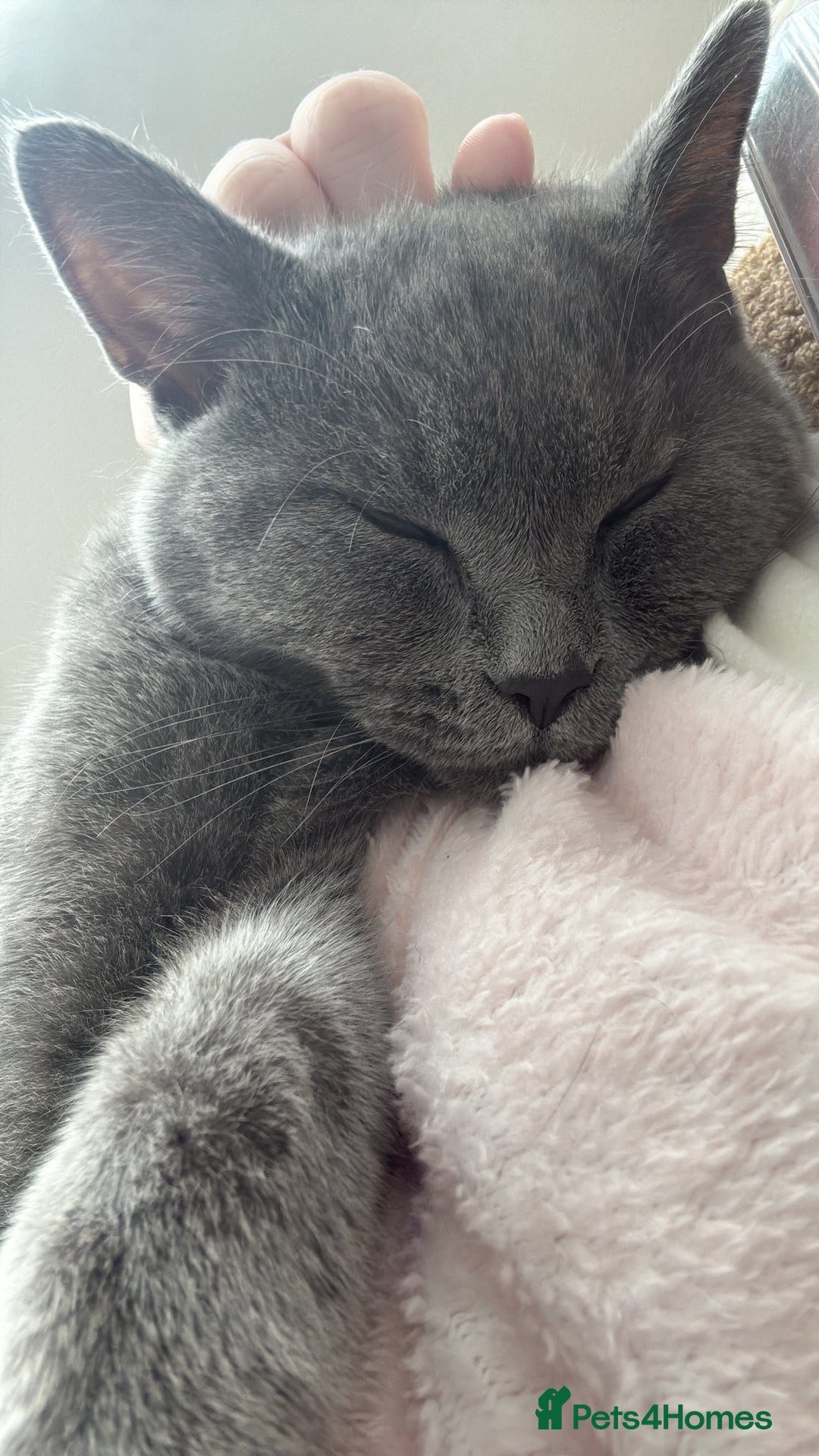 British Shorthair cats for sale: Blue British kitten  - Advert 2