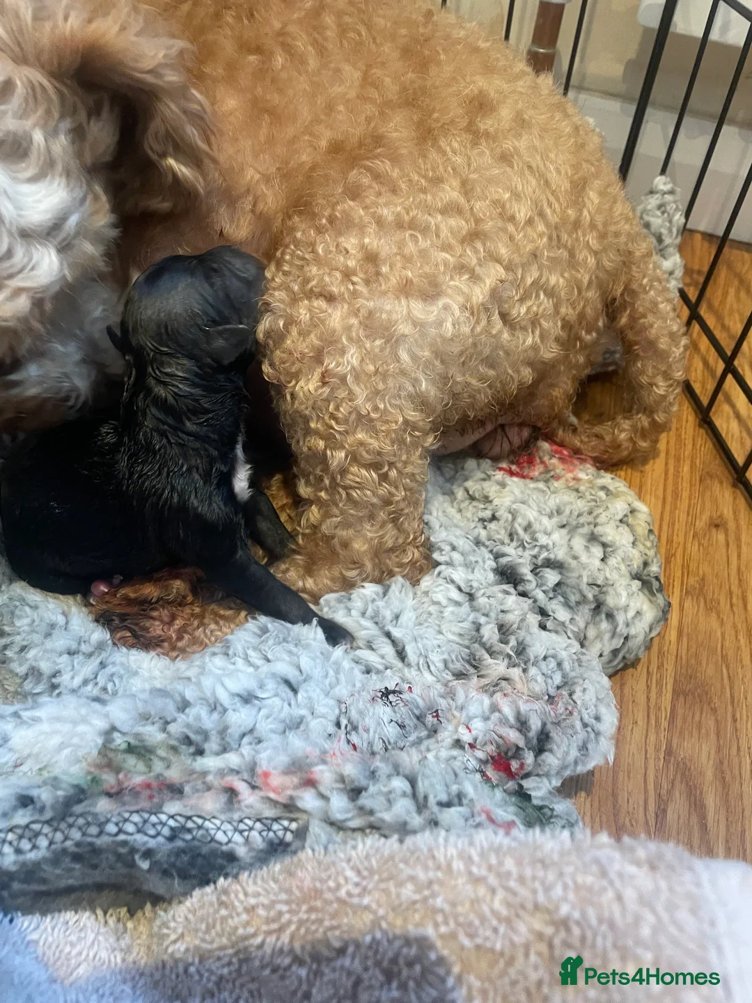 Pomapoo dogs for sale: Wolf sable pomapoos - Advert 15