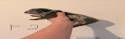 French Bulldog dogs for sale: 🌟Exceptional KC Reg French Bulldog Puppies🌟 - Advert 26