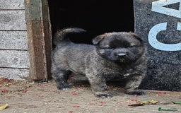 Belgian Shepherd Dog dogs for sale: 2 DUCTH SHEPHERD FEMALE PUPPIES  - Image 7