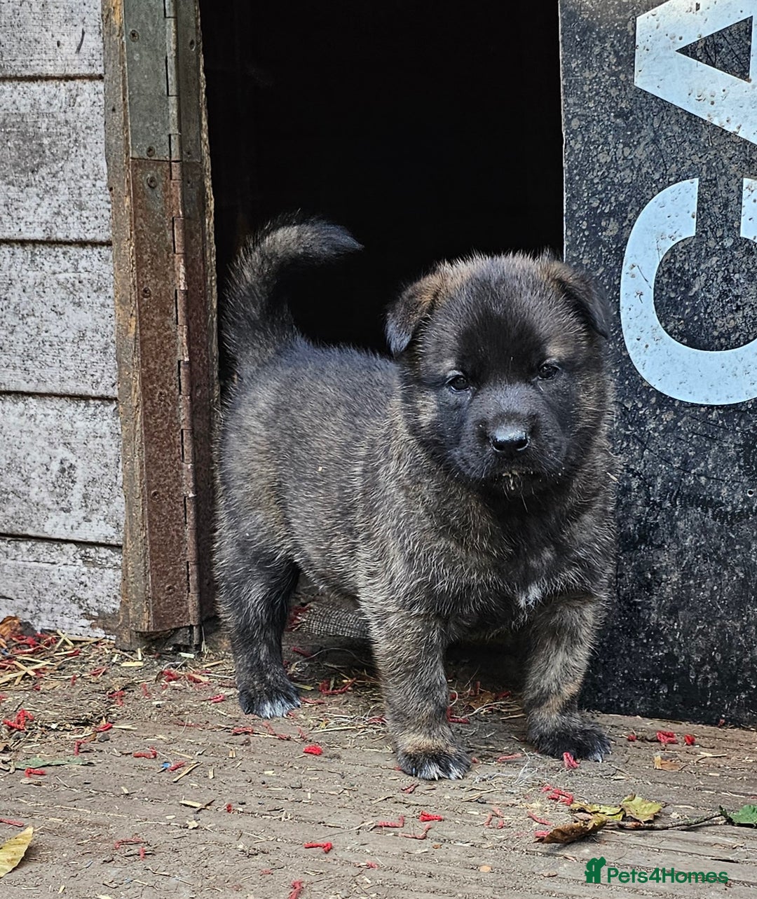 Belgian Shepherd Dog dogs for sale: 2 DUCTH SHEPHERD FEMALE PUPPIES  - Image 7