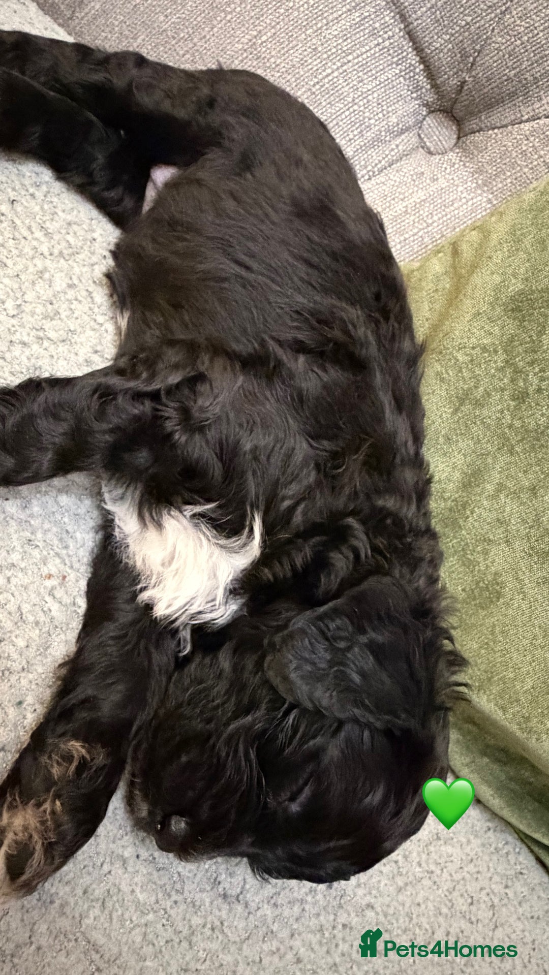 Mixed Breed dogs for sale: Stunning litter of Golden Bernadoodles - Advert 15