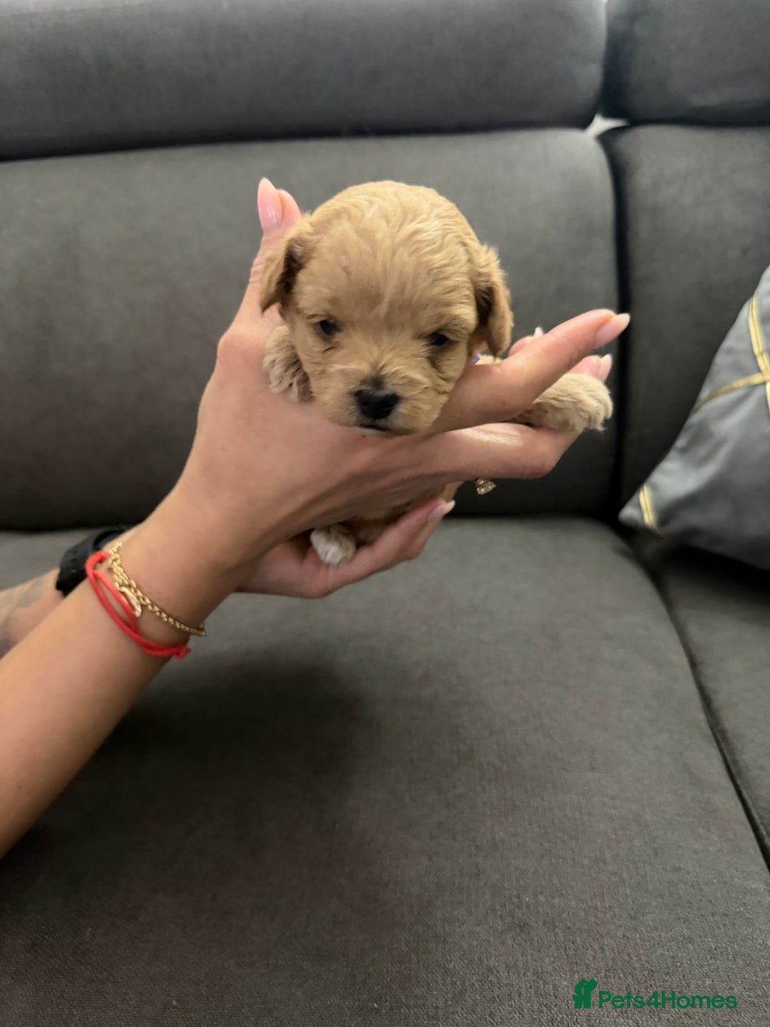 Maltipoo dogs for sale: Beautiful Tiny Maltipoo Tree girls 🐶🐾💝💝💝 - Advert 19