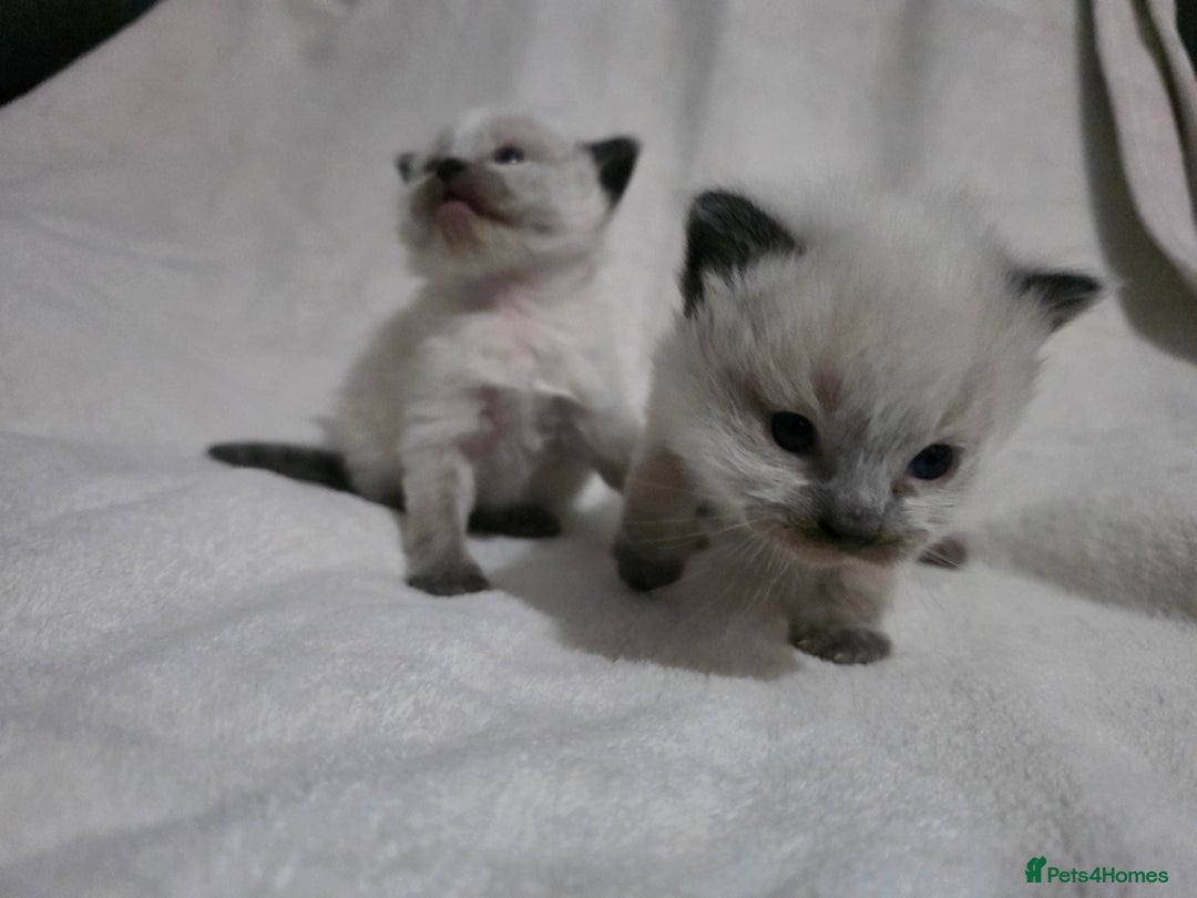 Ragdoll cats for sale: Stunning ragdoll kittens - Advert 7