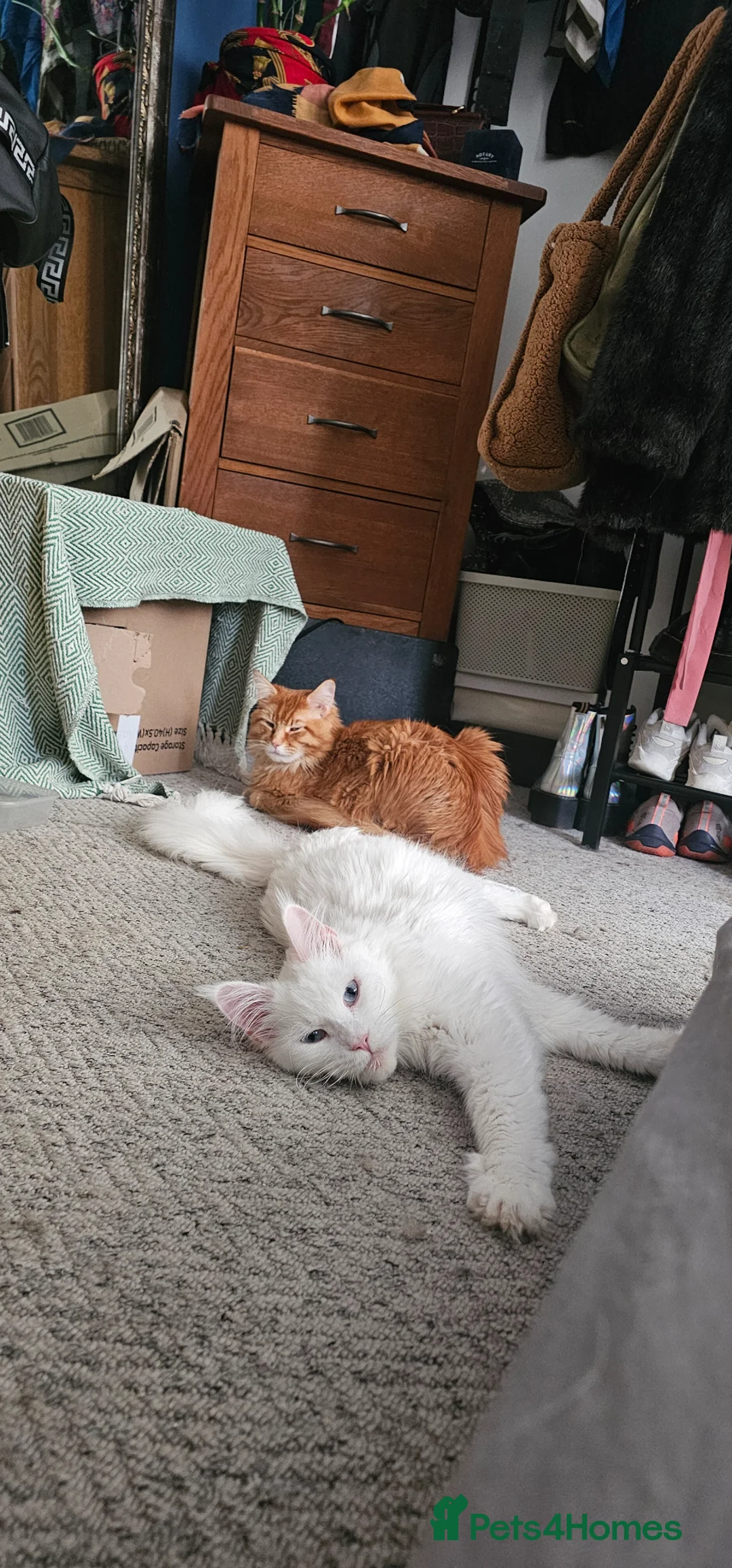 Mixed Breed cats for sale: Maine coon x kittens in Southend-on-Sea - Advert 16