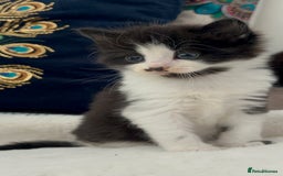 Domestic Shorthair cats for sale: Beautiful 5 tuxedo kittens available for new home. - Image 12