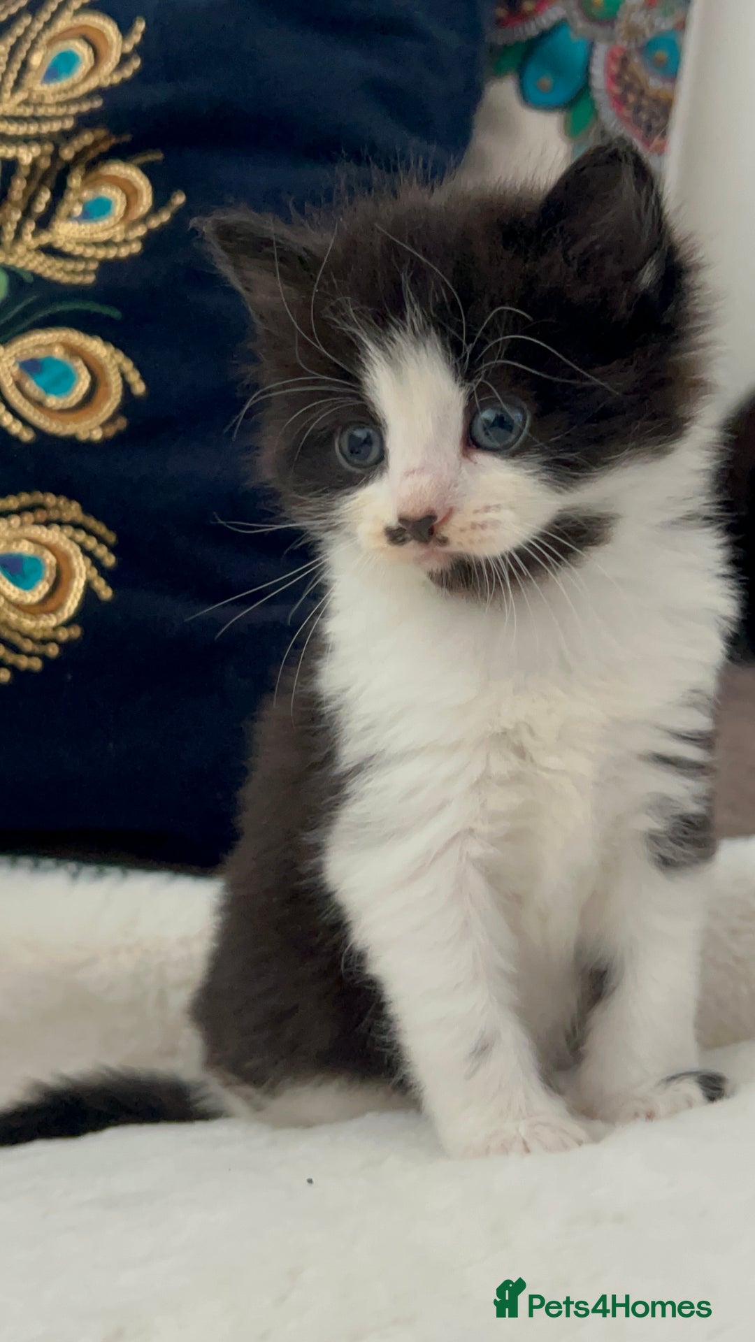 Domestic Shorthair cats for sale: Beautiful 5 tuxedo kittens available for new home. - Image 12