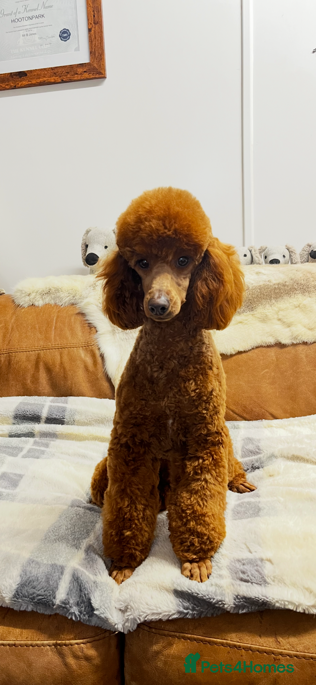Poochon dogs for sale: Gorgeous Twin Brothers - Advert 11