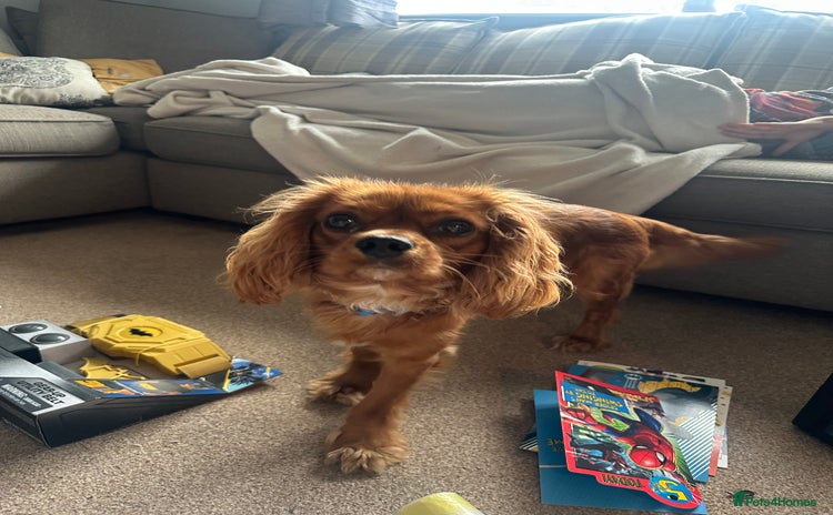 Cavalier King Charles Spaniel dogs - Advert 1