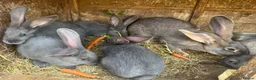 Continental Giant rabbits for sale: Four continental x bunnies - Advert 4