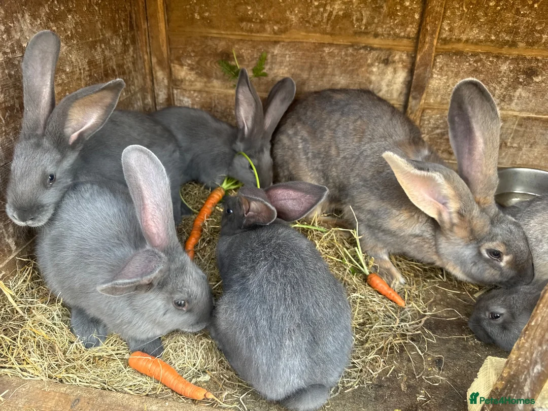 Continental Giant rabbits for sale: Four continental x bunnies - Advert 4
