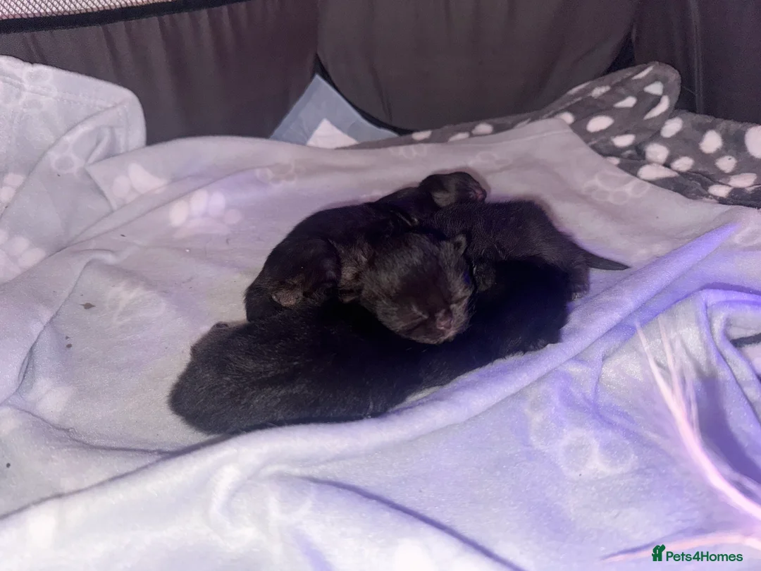 Mixed Breed cats for sale: 3 healthy kittens  - Advert 3