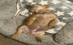 Chihuahua dogs for sale: Chihuahua pup - Image 3