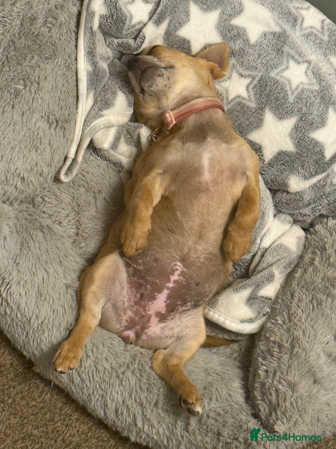 Chihuahua dogs for sale: Chihuahua pup - Image 3