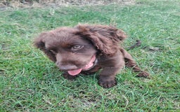 Cocker Spaniel dogs for sale: Buddy needs a forever home- 7 months old - Advert 4