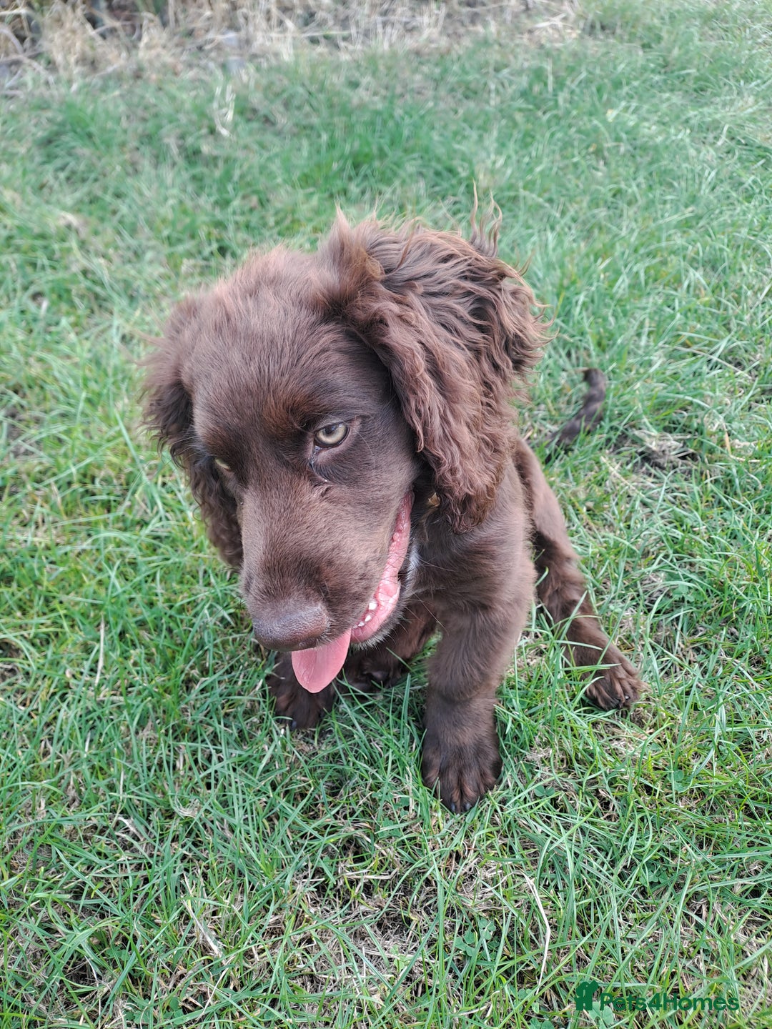 Cocker Spaniel dogs for sale: Buddy needs a forever home- 7 months old - Advert 4