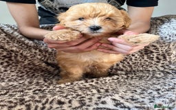 Maltipoo dogs for sale: 2 beautiful playful & lovely Maltipoo boys  - Image 12