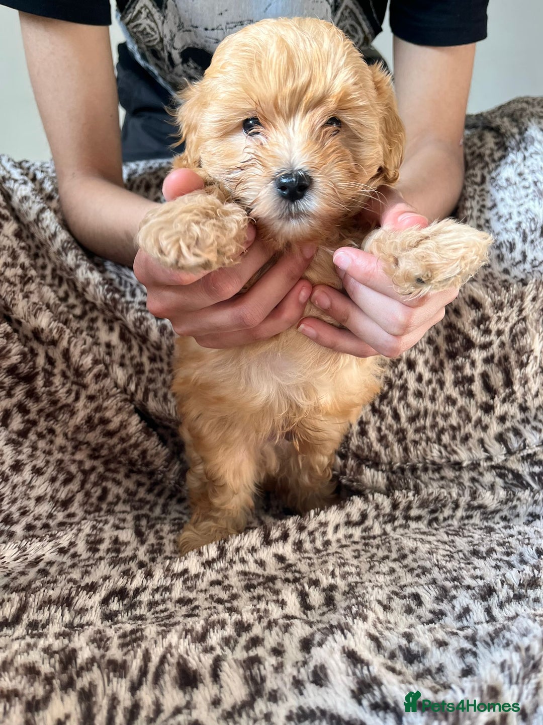 Maltipoo dogs for sale: 2 beautiful playful & lovely Maltipoo boys  - Image 12