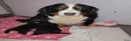 Bernese Mountain Dog dogs for sale: Bernese mountain dog puppies  - Advert 8