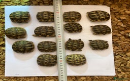 Hermann Tortoise reptiles for sale: Baby Hermanns tortoises  - Advert 6