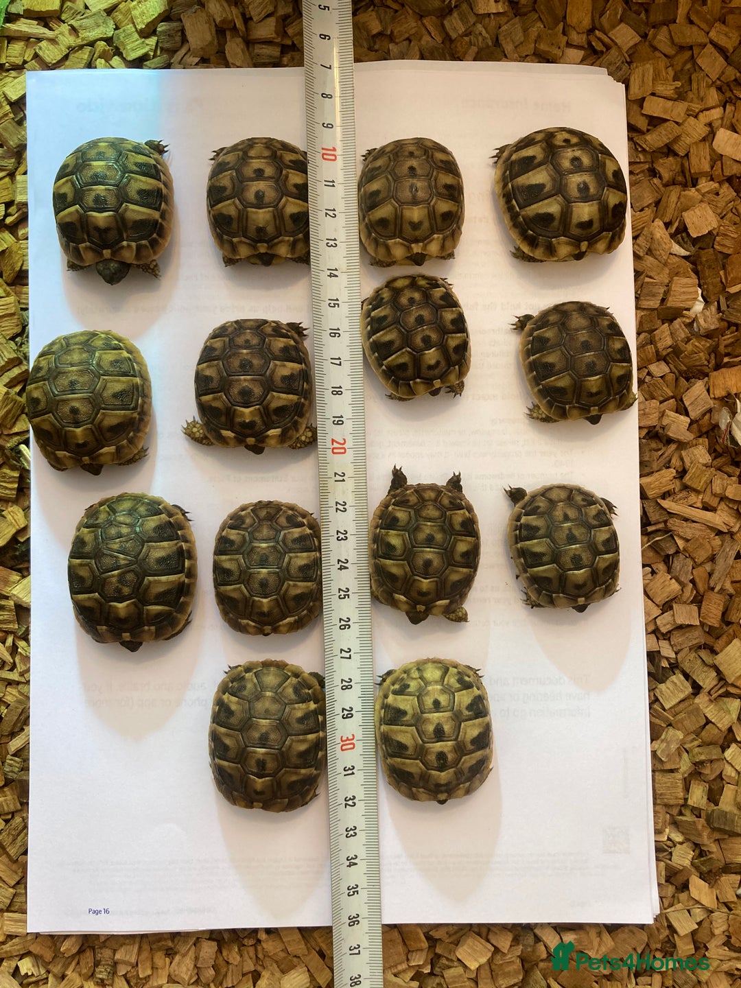 Hermann Tortoise reptiles for sale: Baby Hermanns tortoises  - Advert 6