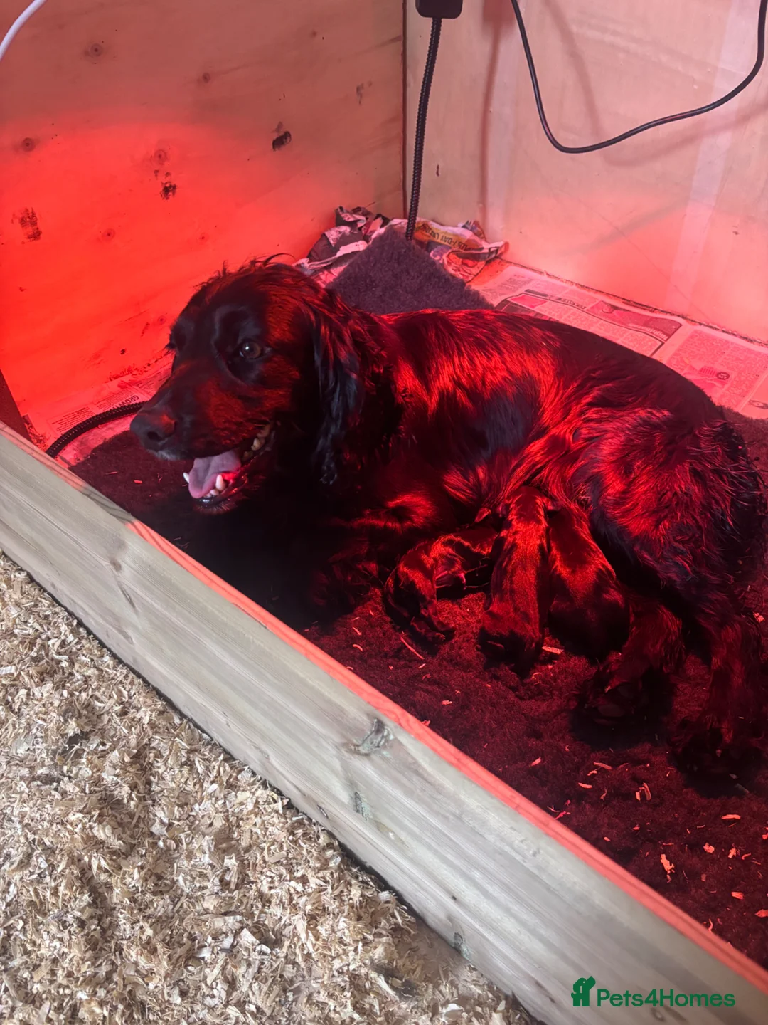 Cockalier dogs for sale: Cockalier puppies  - Advert 1