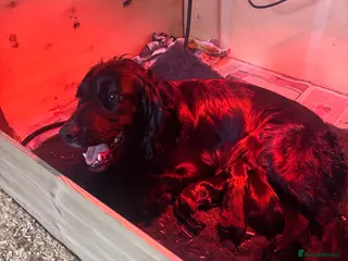 Cockalier dogs Cockalier puppies - Advert 8