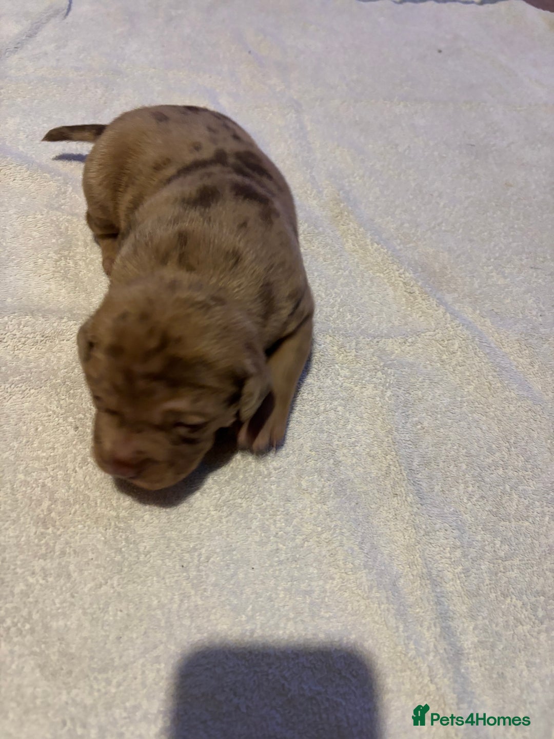Staffordshire Bull Terrier dogs for sale: Staffy x puppy’s for sale  - Advert 8