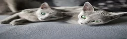 Russian Blue cats for sale: Young Russian Blues - Advert 10