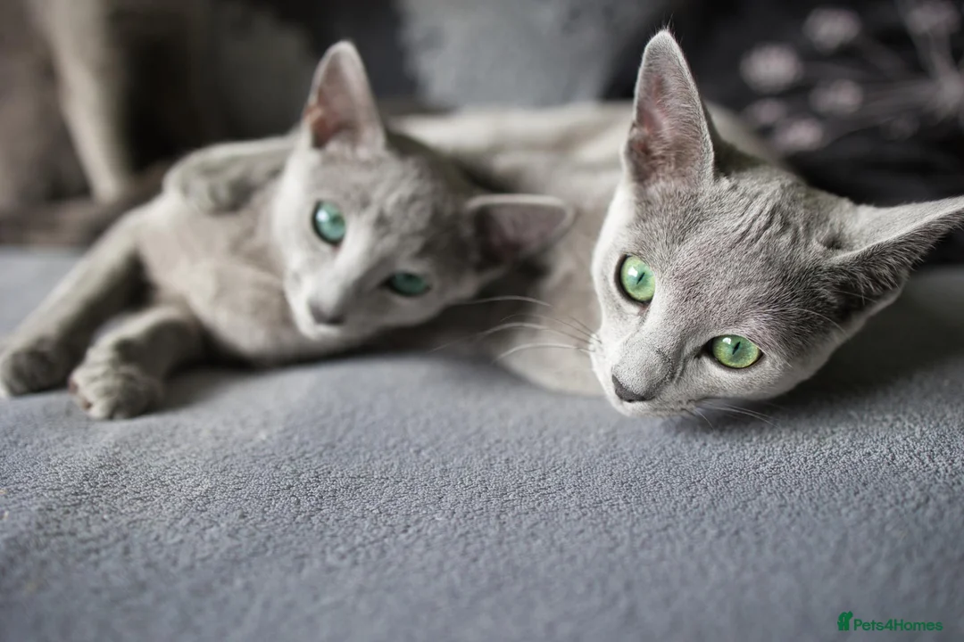 Russian Blue cats for sale: Young Russian Blues - Advert 10