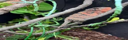 Chameleon reptiles for sale: Female panther chameleon - Advert 2