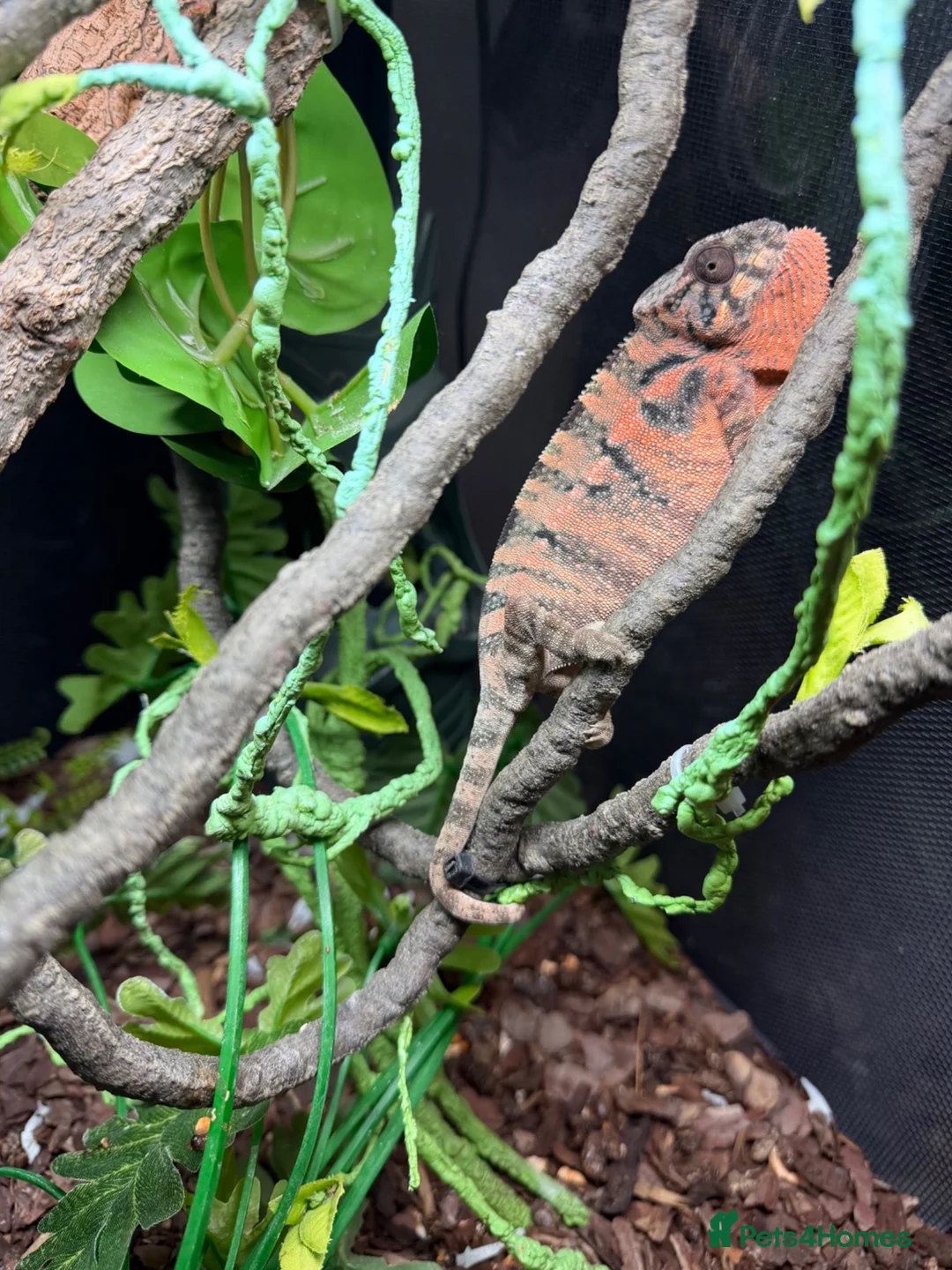 Chameleon reptiles for sale: Female panther chameleon - Advert 2