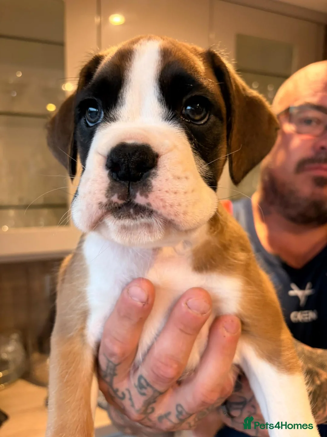 Boxer dogs for sale: Beautiful boxer puppies, 1 Male and 1 Girl -Tailed - Advert 11