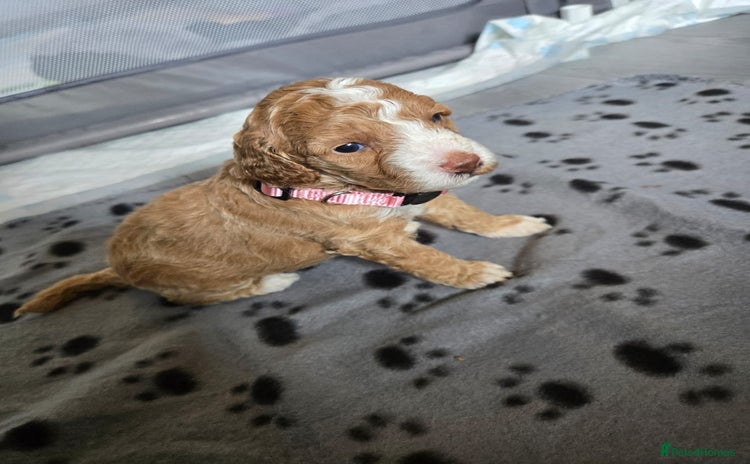 Mixed Breed dogs - Advert 1