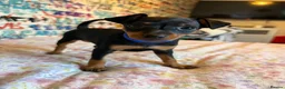 Miniature Pinscher dogs for sale: Miniature Pinscher Puppies for sale  - Advert 17